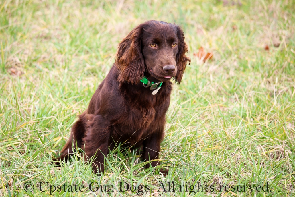 India – Boykin Spaniels And Other Gun Dogs Available For Sale