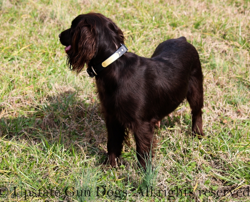 Laurie – Boykin Spaniels and other Gun Dogs Available for Sale