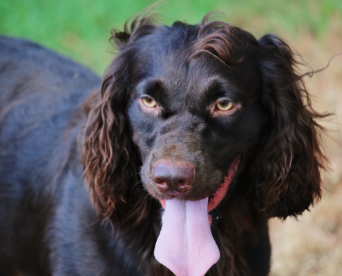 Watson – Boykin Spaniels and other Gun Dogs Available for Sale