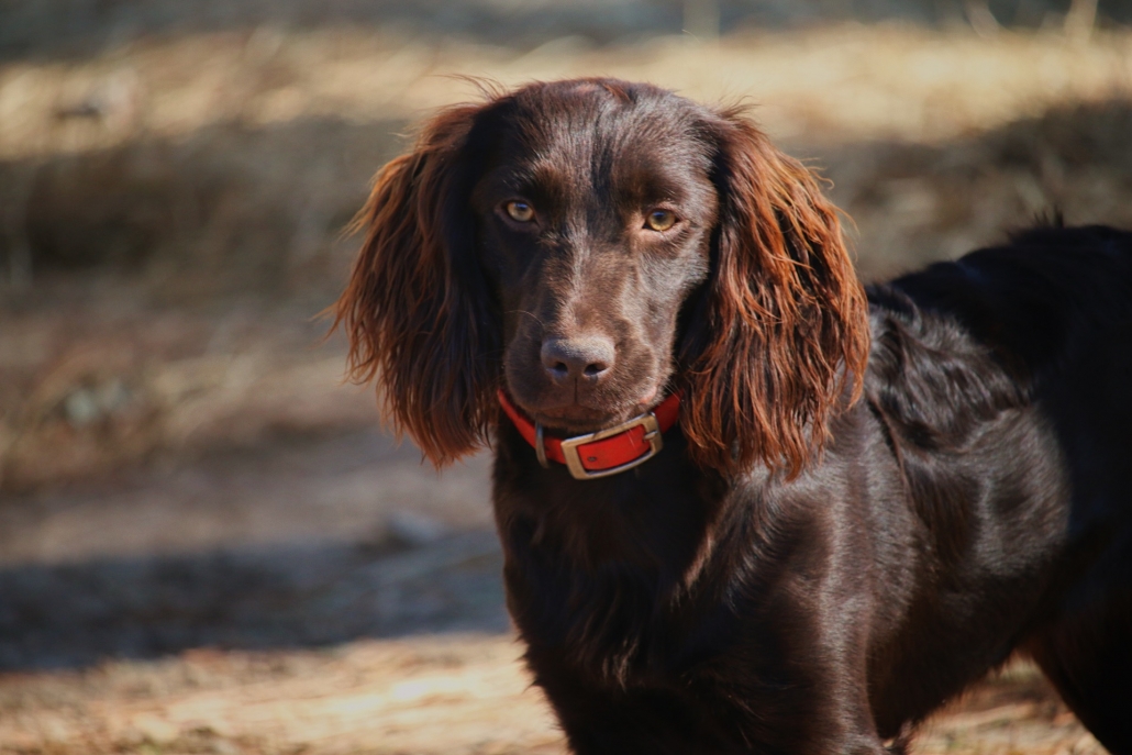 Audrey – Boykin Spaniels and other Gun Dogs Available for Sale