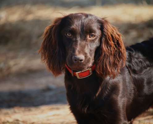 Audrey – Boykin Spaniels and other Gun Dogs Available for Sale